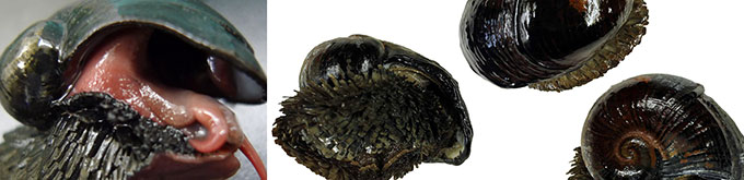 deep-sea-snails.jpg